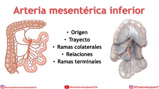 ARTERIA MESENTÉRICA INFERIOR Orígen trayecto terminación ramas colaterales y rama terminal [upl. by Mathilde]