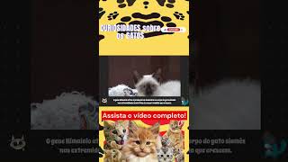 Curiosidades sobre os gatos Parte 25 gato gatos gatinhos animal animais reinoanimal pet pet [upl. by Nonnelg]