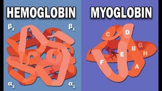 HEMOGLOBIN AND MYOGLOBIN BIOCHEMISTRY [upl. by Kcirdnekel]