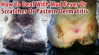 How To Deal With Mud Fever Or Scratches Or Pastern Dermatitis In Horses [upl. by Airetnahs459]