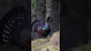 Urogallo pirenaico  Western capercaillie  Gall ferurogallo birding birdfreaks birdwatching [upl. by Langbehn]