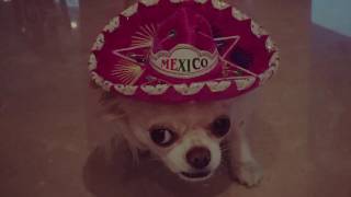 cha cha cha chihuahua by kya LYRICS [upl. by Mirielle]