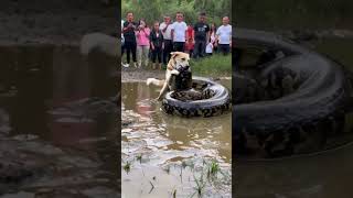 The dog is trying to fight the giant python but people just stand there taking pictures [upl. by Anhoj730]