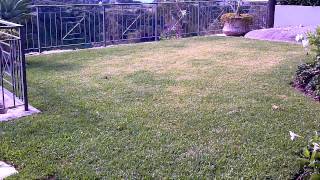 Lawn Grubs Australia Army Grub Army Grub Control Army Worms Australia Army Worms In Lawn [upl. by Jake560]