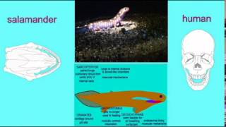 CLADOGRAM SHARED TETRAPOD FEATURES [upl. by Susanetta399]