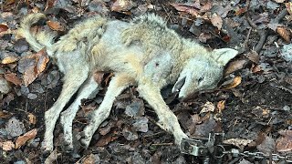 I finally catch a coyote Go figure [upl. by Rfinnej]