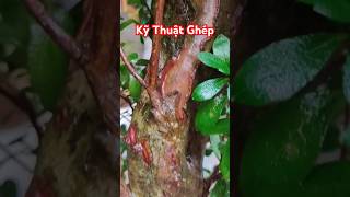 Azalea Flower 🔥Kỹ Thuật Ghép Đỗ Quyên Nghệ Nhân🔥azalea flowers mairung bonsai plants garden [upl. by Adnowat]