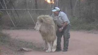 Man Attacks Lion and tickles his Nuts [upl. by Lemaj]