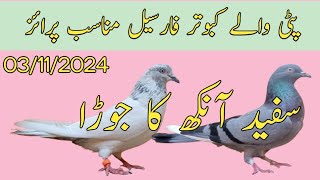 Patti wale kabootar for sale  Nadeem pigeon TV  WhatsApp 03006922452 [upl. by Notseh603]