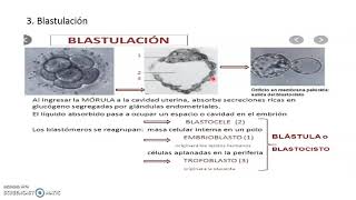 Embriología animal [upl. by Evilo]