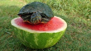 Turtles Love Watermelon [upl. by Dympha]