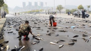 LLUVIA DE PECES LAS MÁS INCREÍBLES LLUVIAS DEL PLANETA [upl. by Nylecaj]