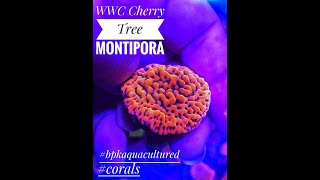 WWC Cheery Tree Montipora [upl. by Madonia]