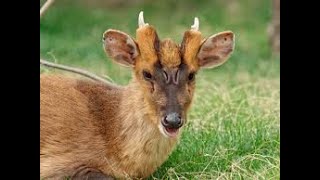 MUNTJAC  BARKING DEER  KAKAR MYSORE ZOO MYSORE TOURISM [upl. by Analra]