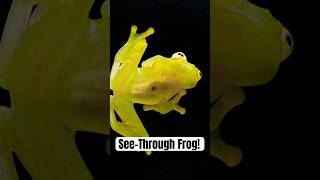 ✨ Meet the Glass Frog 🐸 See its transparent skin and wild adaptations 🌿 [upl. by Naujet]