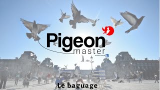 PigeonMaster  Le baguage [upl. by Niwled589]