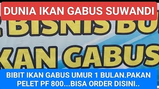 BIBIT IKAN GABUS UMUR 1BULAN PAKAN PELET PF 800 [upl. by Healion]