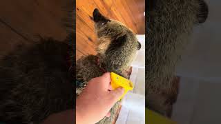 Coatimundi need to be brushed too animals coatimundi exoticpets pets [upl. by Towroy]