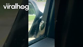 Woman Rescues Frog on Her Car Window  ViralHog [upl. by Sajovich]