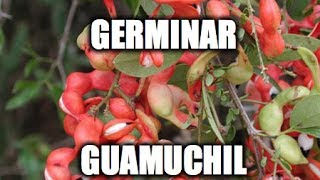 Germinar Guamuchil [upl. by Ojiram427]