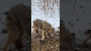 Coyote 1 [upl. by Jefferson]