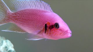 Fairy cichlid Neolamprologus brichardi profile care guide [upl. by Ysteb]