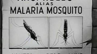 How Malaria is Transmitted 1943 [upl. by Holtz]