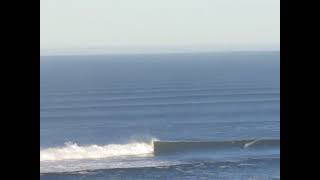 Carcharodon carcharias Point Humboldt County [upl. by Kimberlee]