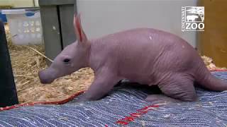 Baby Aardvark  Cincinnati Zoo [upl. by Howlan]