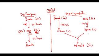 Ch3 From regeneration till parthenogenesis HW [upl. by Iahk290]