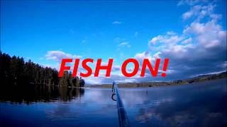 FISH ON 20lb Carp Silver Lake WA CAM ON FISHING POLE [upl. by Esma160]