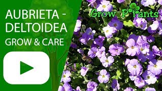 Aubrieta deltoidea  grow amp care [upl. by Atsillak]