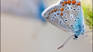 European Common Blue Butterfly  Up close with the mesmerizing insect [upl. by Krum]