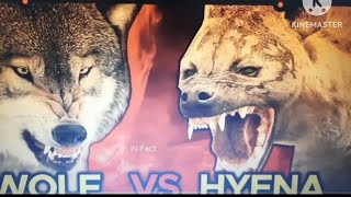 gray wolf vs spotted hyena animals edit [upl. by Deerdre656]