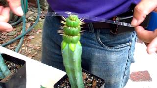 grafting Eulychnia castanea v spiralis by cactusold [upl. by Nollahp]