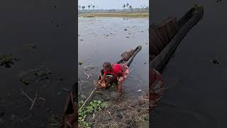 মাসি বিলের থেকে কি কি মাছ ধরলো yutubeshorts fish fishing fishingvideo trendingshorts [upl. by Borgeson]