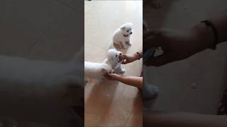 Using a Syringe to Feed a Newborn Puppies [upl. by Benito767]