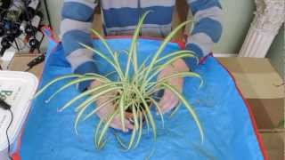 Growing Spider Plants [upl. by Ettereve]