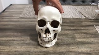 Human Skull Looks Incredibly Realistic [upl. by Ahsekad543]