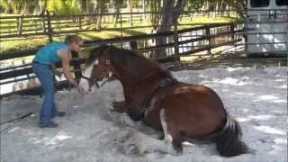 Clydesdale sits like Dog [upl. by Eibbed]