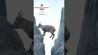 how mountain goats are the most impressive climbers [upl. by Hsoj]