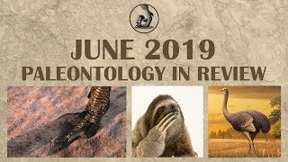 New Dinosaurs and Paleontology of June 2019 [upl. by Stanleigh]