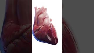 Cardiac Tamponade  when your heart really breaks anatomy meded 3dmodel [upl. by Sekyere]