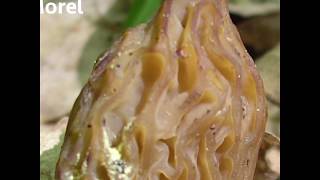 How to tell the difference between Morels and False Morels [upl. by Thad]