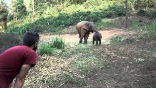 Baby Elephant Thai elephant conservation center Lampangthailand [upl. by Peyton]