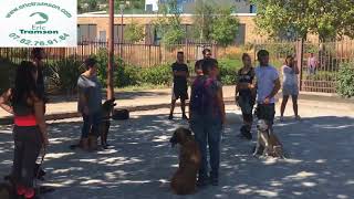 Apprendre le rappel au pied du chien en laisse [upl. by Griselda]