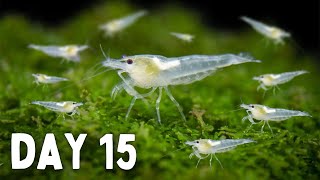 BREEDING Shrimp How Many in 30 Days [upl. by Ecirbaf]