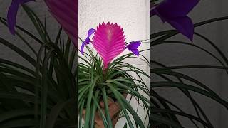 Tillandsia cyanea a flor é a lilás e a rosa é uma brácteatillandsia [upl. by Adnoel]