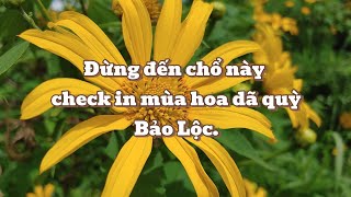 Đừng tới chổ này săn mùa hoa dã quỳ tại Bảo Lộc  con đường hoa dã quỳ trên google map không có thật [upl. by Yekcim]