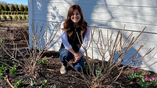 Pruning amp Fertilizing My Hydrangeas ✂️🌿💚 Garden Answer [upl. by Adlin1]